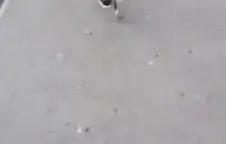 تحية ل kara-sansage و لها كبير الثدي