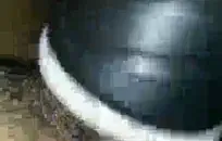 ترانزيستور وشم مع الديك و كومينغ.